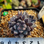 Sale! Echeveria Scorpio