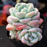 PRESALE Echeveria Ice Green Cluster