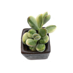 Crassula Rogersii, Variegata, (Exact Plant)