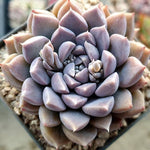 Echeveria Mongshi, Random