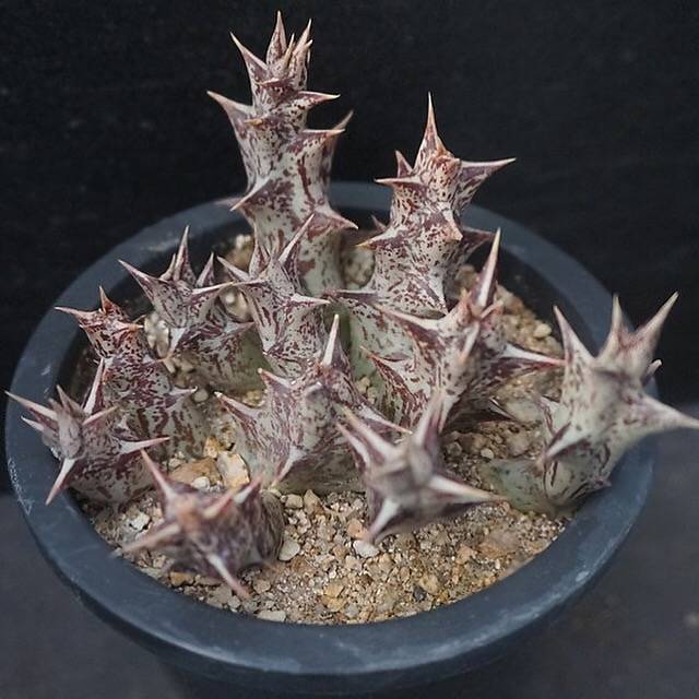 4th OF JULY FLASH SALE- DEAL #8 PRESALE Stapelia Decaryi Choux