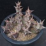 4th OF JULY FLASH SALE- DEAL #8 PRESALE Stapelia Decaryi Choux