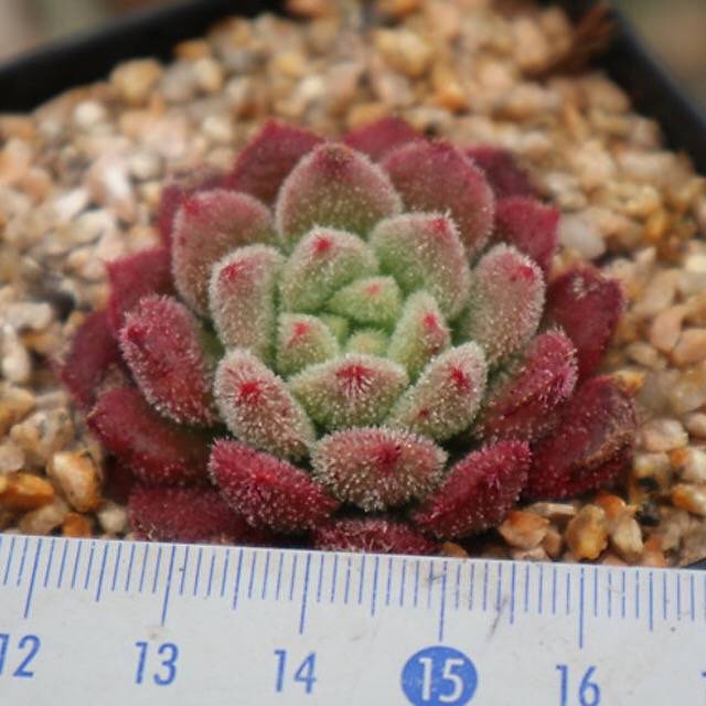 PRESALE Echeveria Carol, (Random)