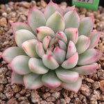 BLACK FRIDAY SNEAK, Echeveria Mebina, Variegata, (Random)