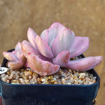 SALE! Graptoveria Gypsy, (Random)