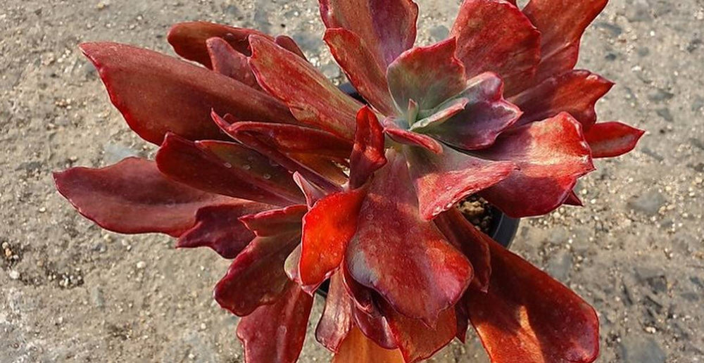 Echeveria Diamond State, Variegata, Double, (Not so Random)