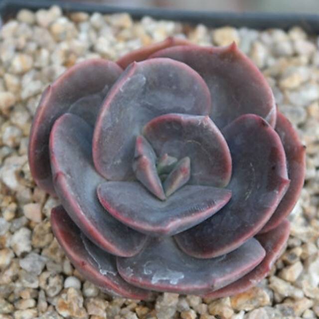 PRESALE Echeveria Blue Metal, (Random)