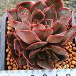 Echeveria Keys, (Not so Random)