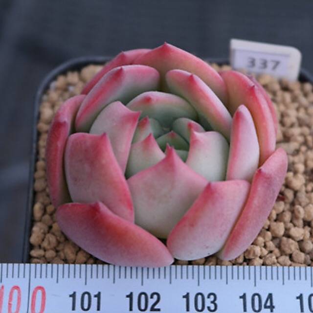 PRESALE Echeveria Patricia, (Random)