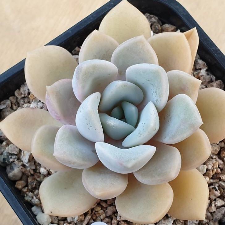 PRESALE Echeveria Tiny Bella, (Random)