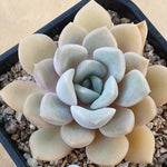 PRESALE Echeveria Tiny Bella, (Random)