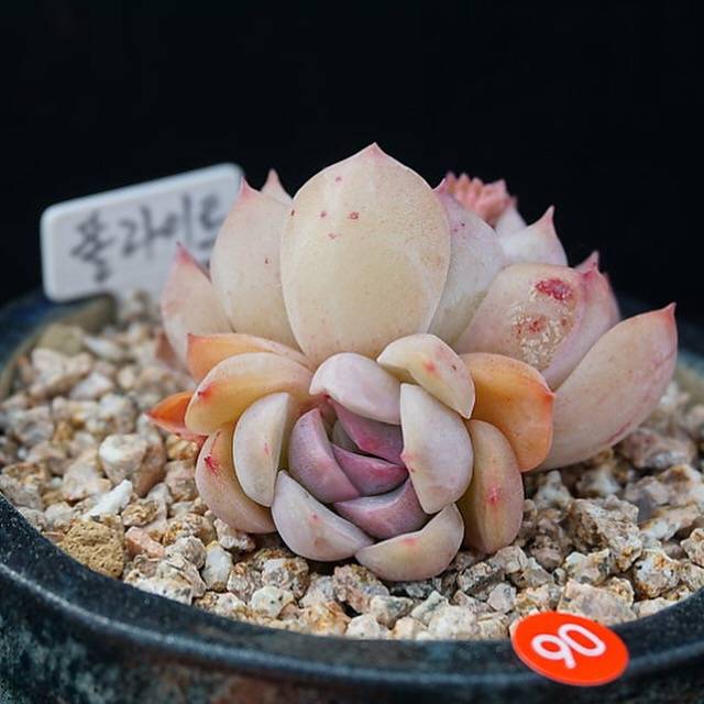 PRESALE Echeveria 'Polite,' (Random)