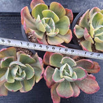 Echeveria Anpang, (Random)