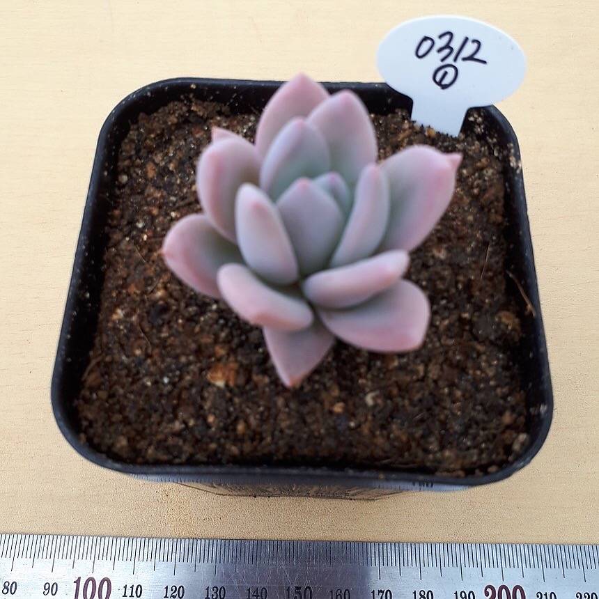 PRESALE  Echeveria Simonoasa, Non-Variegated, (Random)