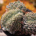 PRESALE Echeveria Elegans Potosina Crystal Cristata, (Not so Random)