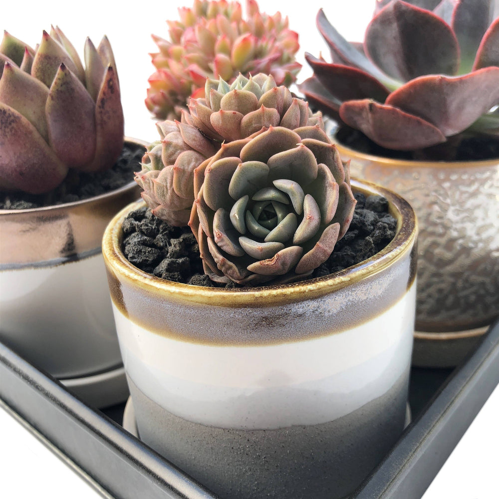 maroon succulent plants Echeveria Maroon Hill, Cluster (Thirsty, Sale Price) – Cedar Creek Farmhouse