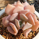 MOTHER'S DAY WEEKEND FLASH SALE! PRESALE Echeveria Exotic, (Random)