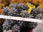 PRESALE Pachyphytum Machucae, (Huge Cluster)