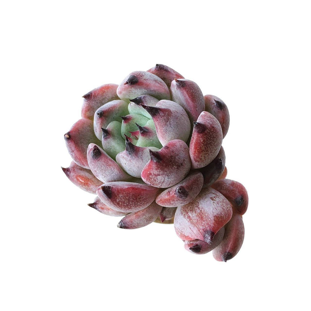 Echeveria Jackal