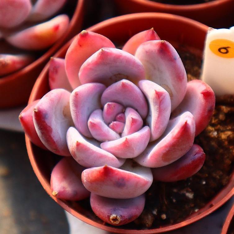 Echeveria Colorata Sp.