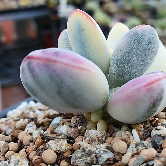 Cotyledon Orbiculata, Variegata