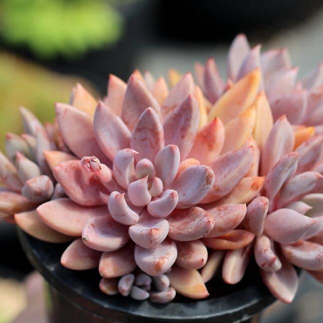 PRESALE Echeveria Sugar Jelly Cluster, (Random)