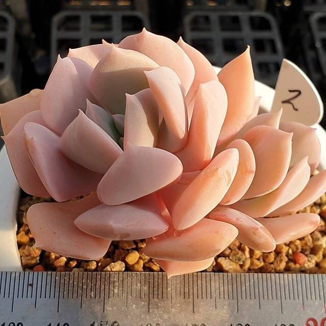 MOTHER'S DAY WEEKEND FLASH SALE! PRESALE Echeveria Exotic, (Random)