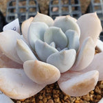 **SPECIAL PRICE** PRESALE Echeveria Tiramisu, (Random)