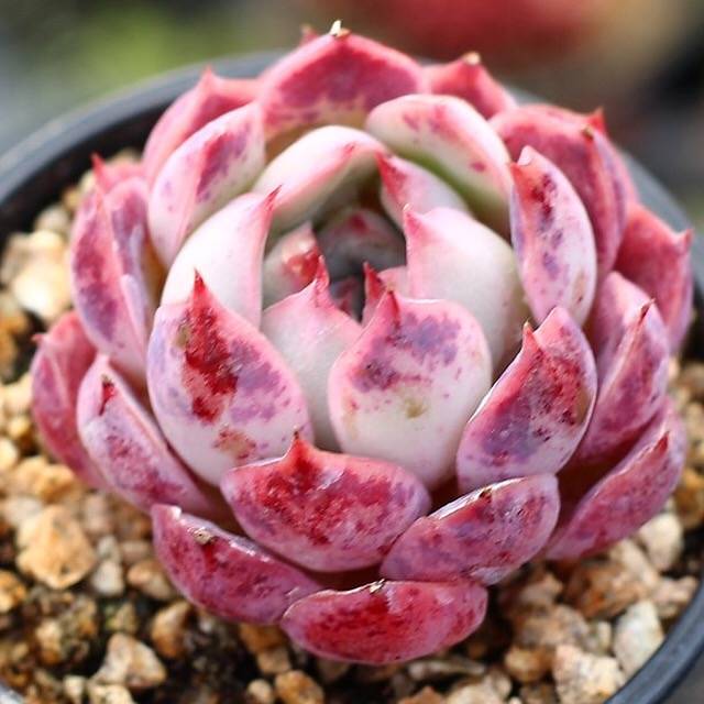 PRESALE Echeveria Helena Sp.