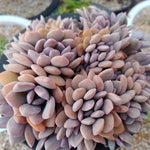 4th OF JULY FLASH SALE- DEAL #10 PRESALE Graptoveria Debbie, Cristata