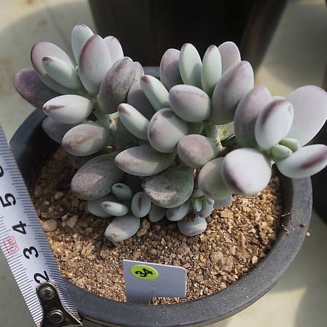 MOTHER'S DAY WEEKEND FLASH SALE! PRESALE Cotyledon Orbiculata cv Clusters, (Random)