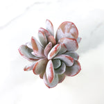 Echeveria Lauii, Triple