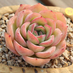 PRESALE Echeveria Morning Dew, (Not so Random)