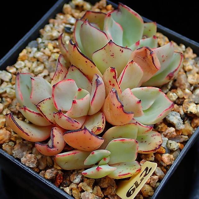 PRESALE Echeveria Strictiflora v Nova, (Random)