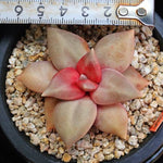 PRESALE Echeveria Xichuaensis, (Random)