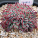 PRESALE Echeveria Esther Cristata- Discount in Description!, (Not so Random)