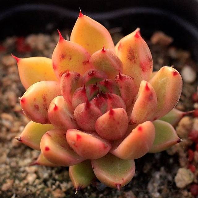 Echeveria Golden Bear Hybrid