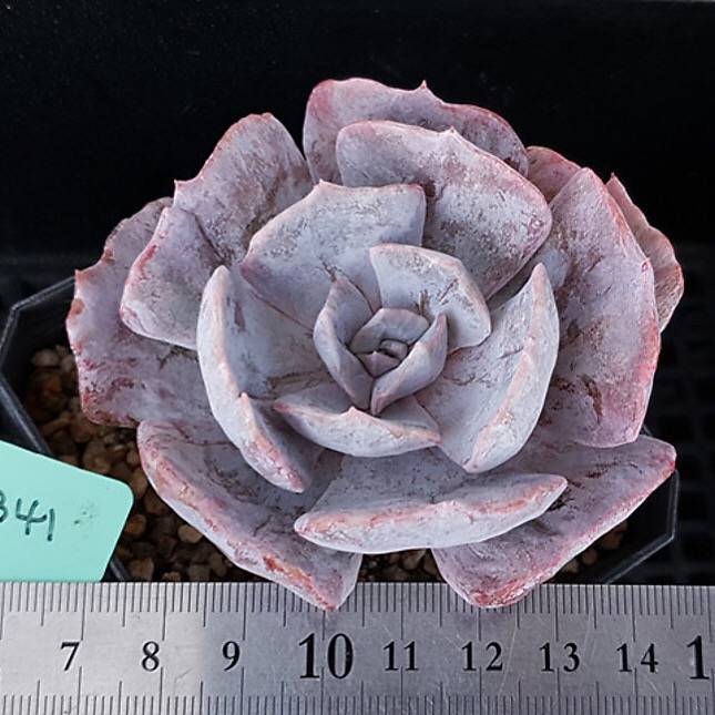 Echeveria Lilacina, Variegata, (Random)