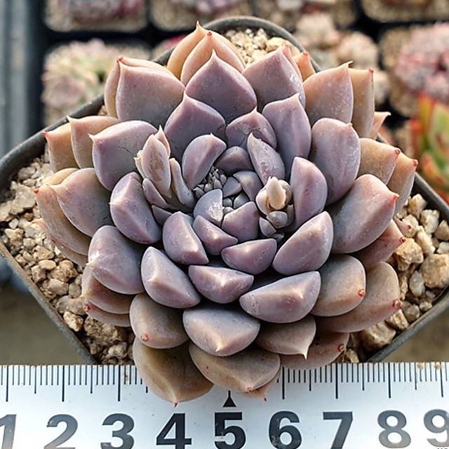 Echeveria Mongshi, Random