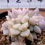 PRESALE Echeveria Prolifica, Variegata, (Not so Random)