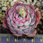 PRESALE Echeveria Sierra, (Random)