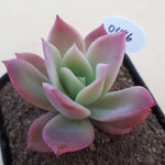 PRESALE Echeveria Joy, (Random)