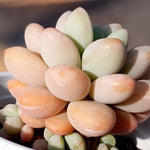 PRESALE Pachyphytum Sp., (Not so Random)