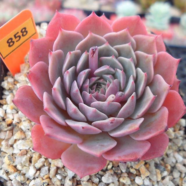 PRESALE Echeveria Tuxpan, (Random)