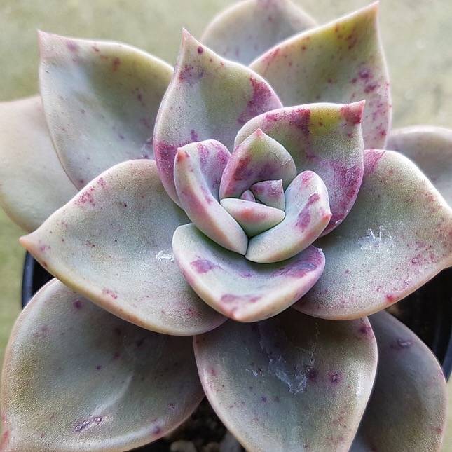 Graptoveria Bainesii, (Random)