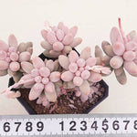 PRESALE Pachphytum Machucae, 'Baby Fingers,' (Random)