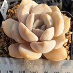 MOTHER'S DAY WEEKEND FLASH SALE! PRESALE Echeveria Tiramisu, (Random)