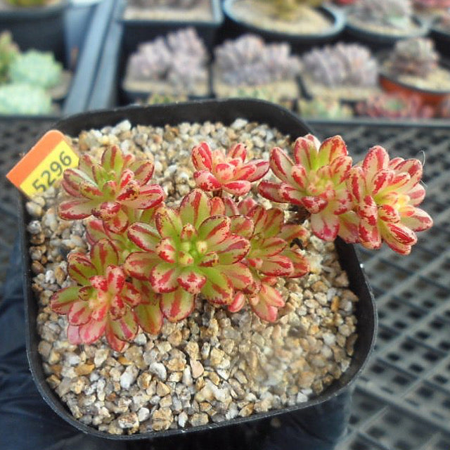 Aeonium Sedifolius, Variegata
