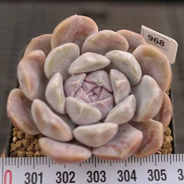 Echeveria Tynie Berger, (Random)