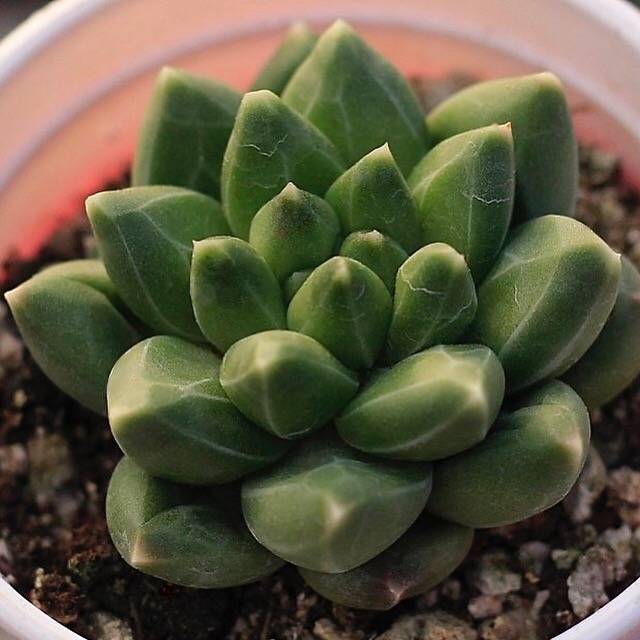 Pachyphytum Dubai